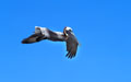 <b>Pelecanus occidentalis urinator.</b> Excellent plongeur de haut vol, il rapporte dans sa poche gutturale des poissons d'une trentaine de cm qu'il régurgite à son jeune très impatient. Pélican brun, Pelecanus occidentalis urinator, palmipède des mers tropicales. 