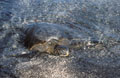 <b>Chelonia mydas agassisi.</b> Fatiguée d'un long voyage en mer, la tortue verte atterrit sur les plages et reste immobile de longues heures afin de reprendre ses forces. Tortue verte du Pacifique, Chelonia mydas agassisi, tortue marine 