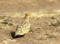<b>Pterocles senegallus.</b>Sénégal. A fin de s'abreuver, il doit effectuer quotidiennement à l'aube et au crépuscule des voyages d'une soixantaine de km parfois. Dépourvu de moyens de défense, mais paré d'une livrée de couleur sable, il se confond avec le milieu désertique qui l'environne. Homochromie, Ganga tacheté, Pterocles senegallus, Sénégal. 