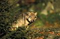 <b>Canis lupus.</b> Bayericherwald. Bavière. Au terme d'une gestation de 9 semaines, la femelle met au monde de 3 à 6 louveteaux qu'elle allaitera durant 8 semaines. Les jeunes restent dans le groupe une année environ et atteignent la maturité sexuelle à 2 ans. Loup automne, canidé du Mercantour de l'Espagne et d'Italie. 