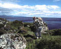 <b>La récolte.</b> Une cinquantaine d'oiseaux capturés par jour et par chasseur. Cela fait un commerce. Chasse des macareux aux îles Féroé. 