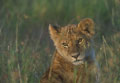 <b>Panthera leo</b>. Lionceau en Tanzanie. Portrait de lionceau dans l'herbe en Tanzanie. 