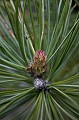  Parc National du Mercantour. Alpes Maritimes. Parcs Nationaux de France. Fleur du Pin. 