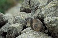  Parc National du Mercantour. Alpes Maritimes. Parcs Nationaux de France. Marmotte des Alpes. Marmota marmota. 