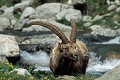  Bouquetin mâle portrait. Capra ibex. Parc National du Mercantour. Alpes Maritimes. France. 