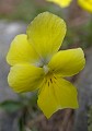  Violette à deux fleurs. Viola biflora. Parc National du Mercantour au printemps.  Alpes Maritimes. France. 