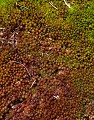  Mousse au printemps. Parc National du Mercantour. Alpes Maritimes. France. 