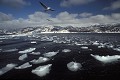 Banquise 
 Mer d'Okhotsk 
 nord d'Okkaido 
 Japon l'hiver. 