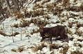  Sika du Japon 
 Cervus nippon 
 sur l'île d'Okkaido 
 l'hiver au Japon. 