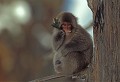  Macaque du Japon, Macaca fuscatus, île de Hunshu, Japon l'hiver. 