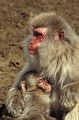  Macaque du Japon. Macaca fuscata. Honshu. Japon. Sources d'eau chaudes. 