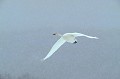  Cygne chanteur. Cygnus cygnus. Vol dans tempête de neige sur l'î 
 l'hiver au Japon. 
