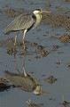  Héron cendré, Ardea cinerea 