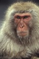 Macaque du Japon, Macaca fuscata, île de Hunshu au Japon l'hiver. 