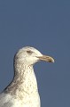  Larus hyperboreus. Goéland bourgmestre. Okkaido. L'hiver au Japon 