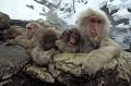  Macaque du Japon, Macaca fuscata, île de Hunshu, Japon l'hiver. 