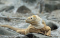 <b>Conolophus pallidus.</b> Espèce endémique qui se trouve uniquement sur Santa Fé. La plus grosse des deux espèces d'iguanes terrestres, il mesure 1 m environ et peut atteindre le poids de 13 kg. Iguane terrestre, Conolophus pallidus, espèce endémique des îles Galapagos. 