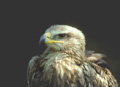 <b>Aquila rapax. Aigle des steppes. Aquilia rapax. 