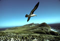 <b>Diomedea melanophris.</b> D'un vol plané, utilisant sa grande envergure proche des 2,30 m., sans un battement d'ailes, il parcourt de grandes étendues, au raz des vagues, volant pour la quête de sa nourriture, mais souvent par simple plaisir. Albatros à sourcils noirs. Diomedea melanophris. Diomédéidés. Iles Falkland et subantarctiques. 