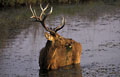 <b>Cervus duvauceli.</b> Appelé également cerf de Duvaucel. Hauteur au garrot environ 1,20 m pour un poids de 180 kg. Amateur de plaines herbeuses ou de marécages du Madhya Pradesh. Le sens olfactif semble mieux développé que l'ouie ou la vue pour ce cervidé. Animal en danger car il n'en reste plus que 4.000 sur l'ensemble du continent indien. cerf barasinga mammifère cervidé de l'Inde réserve de Khana 