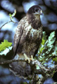 <b>Buteo buteo.</b> Victime également des pièges à poteau. Son plumage varie, comme son nom l'indique, du brun foncé au brun trés clair allant jusqu'au blanc sur la poitrine. Elle se tient souvent perchée sur les piquets de clôtures le long des autoroutes, postes d'observation d'où elle scrute le sol à la recherche des campagnols, taupes et autres petits rongeurs. Buse variable. Buteo buteo. Rapace diurne. 