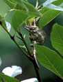 <b>Calumma brevicornis.</b>Caméléon endémique qui mesure une trentaine de cm queue comprise. La femelle a l'habitude d'enterrer ses oeufs à une profondeur d'une dizaine de cm. Calumma brevicornis, caméléon à petite corne, espèce endémique de Madagascar. 