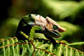 Caméléon endémique de grand taille. Il mesure plus de 35 cm avec la queue. Calumma globifer, caméléon endémique de Madagascar. 