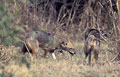 <b>Canis aureus.</b> Une taille de 65 cm environ pour un poids de 10 kg. Réparti dans les régions de forêts humides, de plaines ouvertes ou dans les déserts. Il vit en solitaire ou en groupe, chasse toute proie en rapport avec sa taille, poules, agneaux, petites mammifères et des cerfs parfois lorsqu'il est en troupe. Il est aussi nécrophage par opportunisme. Chacal indien ou doré canidé habitant l'Inde l'Afrique de l'est et l'Asie 