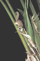 <b>Cheirogaleus major.</b>Petit lémurien endémique, nocturne, des forêts pluvieuses de l'est de Madagascar. Longueur du corps 23 cm environ et autant pour la queue, pour un poids de 3,5 kg. Habitant des forêts primaires ou secondaires et parfois de plantations de café ou de lychee. Régime omnivore composé de fleurs, fruits, nectar et insectes. A un rôle semblable à celui des abeilles en disséminant le pollen lorsqu'il se déplace pour cueillir sa nourriture. Cheirogaleus major, Chirogale de Milius, lémurien nocturne endémique de Madagascar 
