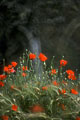  Coquelicots dans champ de blé l'été 