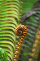  crosse de départ de fougère forêt tropicale aux iles Hawaii 