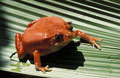 <b>Dyscophus guineti.</b> Grosse grenouille endémique. Le mâle mesure 6 cm et 9 cm pour la femelle. Dyscophus guineti, grenouille endémique de Madagascar 
