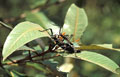 Accouplement de phasmes. accouplement de phasmes endémiques à Madagascar 