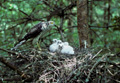 <b>Accipiter nisus.</b> Chez les rapaces diurnes, la femelle est toujours plus grosse que le mâle, particulièrement chez les éperviers et les faucons. Spécialisé dans la chasse d'oiseaux en vol, l'épervier pratique le "vol ramé" en poursuivant sa proie. Epervier d'Europe. Accipiter nisus. Rapace nocturne. 