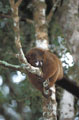 <b>Eulemur rubriventer.</b>Endémique. Répartition dans les forêts pluvieuses, primaires et secondaires, le long de la côte est. Très territorial, il vit en famille de 2 à 6 individus qui comprend les parents et leurs petits. Conduit par une femelle dominante, le groupe se déplace durant toute la journée afin de subvenir à ses besoins en nourriture. Il utilise environ 70 espèces différentes de plantes durant une année. Son régime alimentaire est complété d'invertébrés de type mille pattes. La déforestation le condamne à terme. Maki à ventre roux. Eulemur rubriventer, lémurien endémique de Madagascar. 