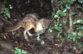 <b>Fossa fossana.</b> Espèce endémique répartie tout le long de la côte est de Madagascar, dans les forêts pluvieuses. Le corps mesure  40 cm environ, plus une vingtaine de cm pour la queue. Civette malgache. Fossa fossana. Civette malgache, espèce endémique de Madagascar. 