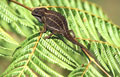Caméléon mesurant 13cm environ queue comprise. Furcifer campani. Caméléon endémique de Madagascar. 