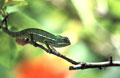 <b>Furcifer lateralis.</b> Caméléon mâle.Il mesure une vingtaine de cm queue comprise. Furcifer lateralis. Caméléon tapis, espèce endémique de Madagascar 