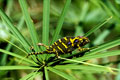 Espèce endémique de Madagascar. La femelle mesure un peu plus de 15 cm queue comprise. Furcifer minor femelle, caméléon endémique femelle de Madagascar. 