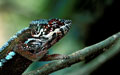 <b>Furcifer pardalis.</b>Caméléon mâle de grande taille, 52 cm environ queue compris,  qui se trouve également à l'île Maurice et la Réunion. Caméléon de grande taille, Furcifer pardalis, de Madagascar, Maurice et la Réunion. 