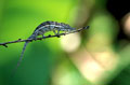 <b>Furcifer rhinoceratus.</b> Caméléon endémique à Madagascar. Mesure 27 cm environ queue comprise. Furcifer rhinoceratus, caméléon rhinocéros mâle endémique à Madagascar. 