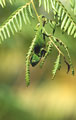 Caméléon endémique. Petite espèce qui mesure 17 cm en totalité. Caméléon endémique de Madagascar, Furcifer willsii 