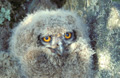 <b>Bubo bubo.</b> Le Grand duc ayant été éradiqué des plaines où il nichait auparavant à terre, se trouve aujourd'hui en milieux montagneux. Il niche dans les éboulis, les ravins, les falaises, les grottes. Grand duc européen. Bubo bubo. 