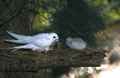  Gygis blanc ou sterne blanche avec poussin mers tropicales 