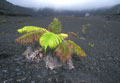  Fougère dans Parc des volcans Iles Hawaii 
