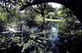 Paysage de marécage après la mousson de juillet. Kéoladéo parc à Bharatpur au Rajasthan en Inde 