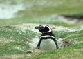 <b>Spheniscus magellanicus.</b> Creuse des terriers d'un mètre de profondeur pour y cacher sa ponte composée de 2 oeufs couvés durant 28 jours. Manchot de Magellan, famille des sphéniscidés, de l'hémisphère sud et Iles Falkland. 