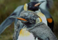 <b>Aptenodytes patagonica.</b> Mue après la période de reproduction. Il peut descendre jusqu'à 300 m. de profondeur pour capturer poissons et céphalopodes au cours d'apnées de plus de 6 minutes. Manchot royal, aptenodytes patagonica, manchot des îles Falkland et subantarctiques. 