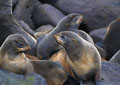 <b>Callorhinus ursinus.</b> Groupe de femelles. Aux îles Pribilof, la colonie d'otaries à fourrure est en baisse constante car la concurrence est rude. En effet, la mer de Béring, une des plus riches en poissons, est exploitée par les Russes, les Coréens et les Japonais. Les pêcheurs des Pribilof ont eux-mêmes d'énormes difficultés à rentabiliser leurs prises qui servent à leur consommation personnelle mais aussi à l'export. Otaries à fourrure du Nord femelles en Alaska îles Pribilof 