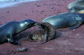  Otarie des Galapagos mammifère marin femelle et son jeune 